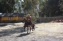 Com cavalos marchadores 