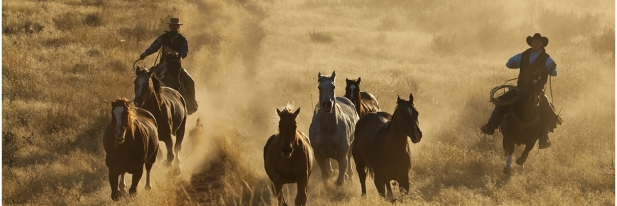 Trilha Wyoming Big Horn